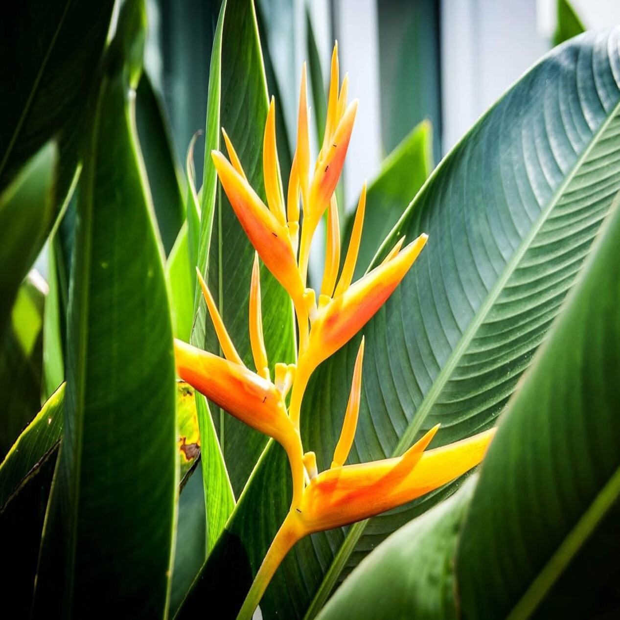 Mayan Gold Heliconia Seeds (H. champneana) Rare Lobster Claw Parrot Beak Flowers