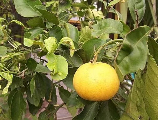 Citrus max Red Flesh Chinese Grapefruit Pomelo – 3 cuttings for rooting/grafting