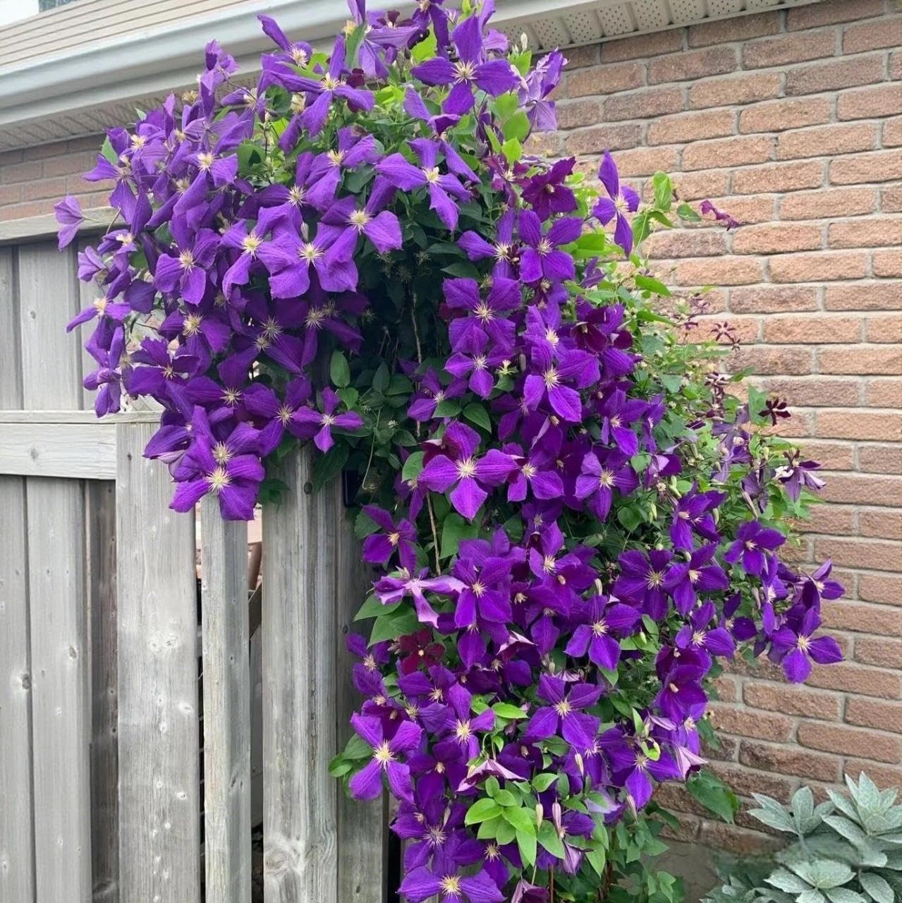 210 Clematis Seeds Mixed Colors Perennial Climbing Vine Flower Seeds for Plantin
