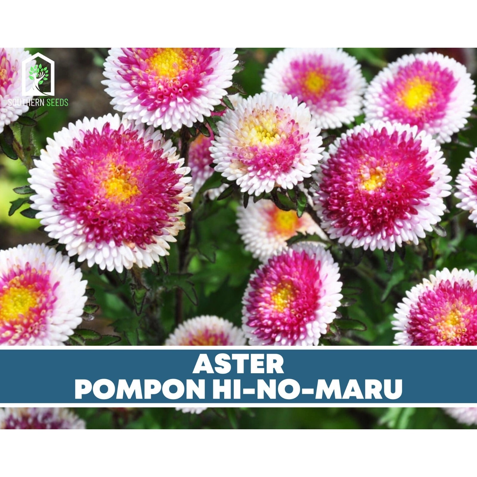 Aster, Pompon Hi-No-Maru – Easy to Grow Seeds (Callistephus pompon)