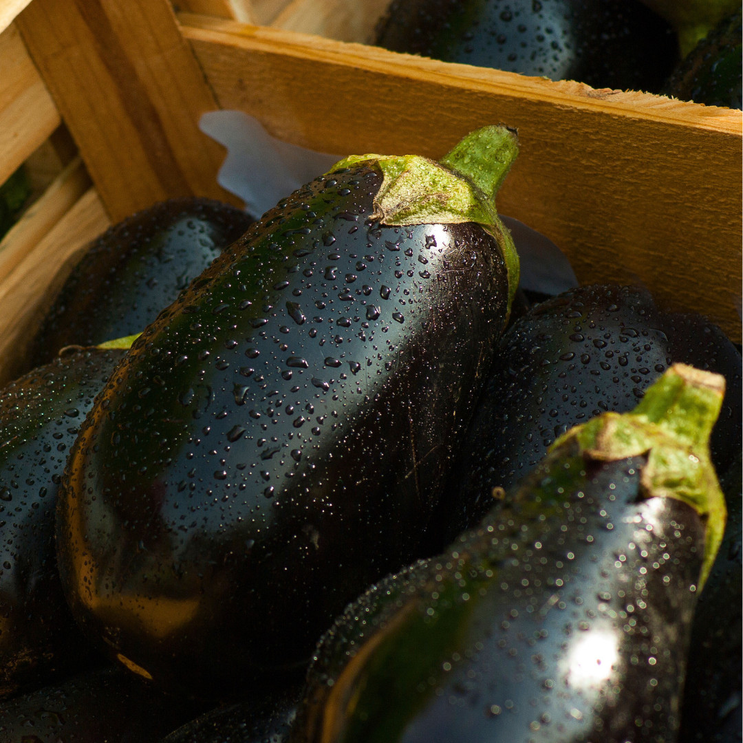 Fresh Premium Black Beauty Eggplant Seeds | Heirloom Non-GMO | Vegetable Seeds