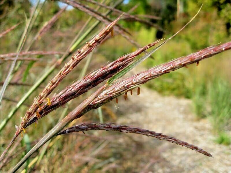 1000 Big Bluestem Seeds American Native Prairie Grass Andropogon gerardii