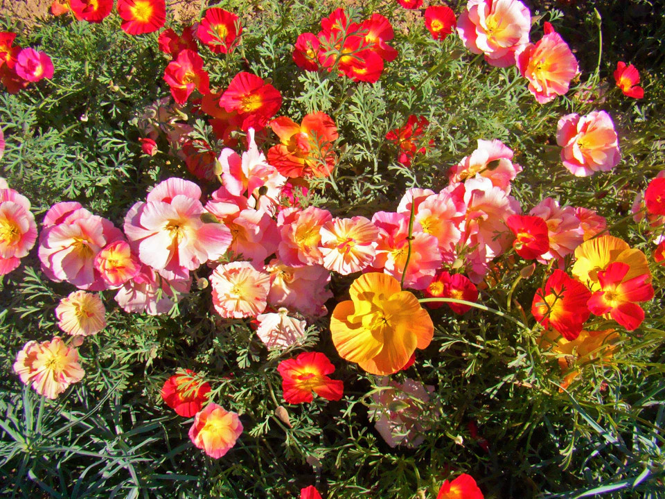 Ballerina Mix California Poppy Seeds | Rainbow Iceland Paper Flower Seed 2024