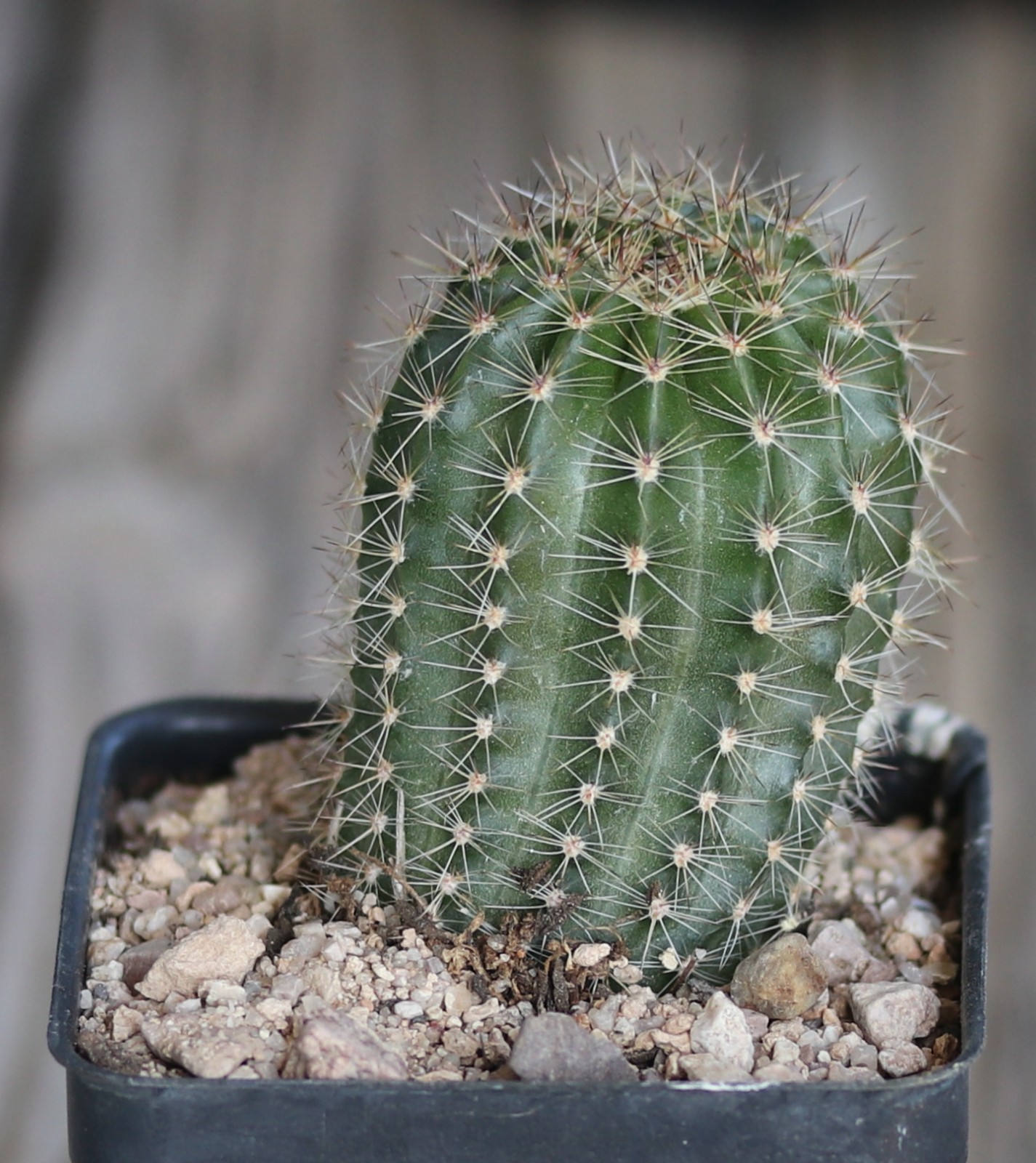 Echinopsis hybrid ‘Pandora’