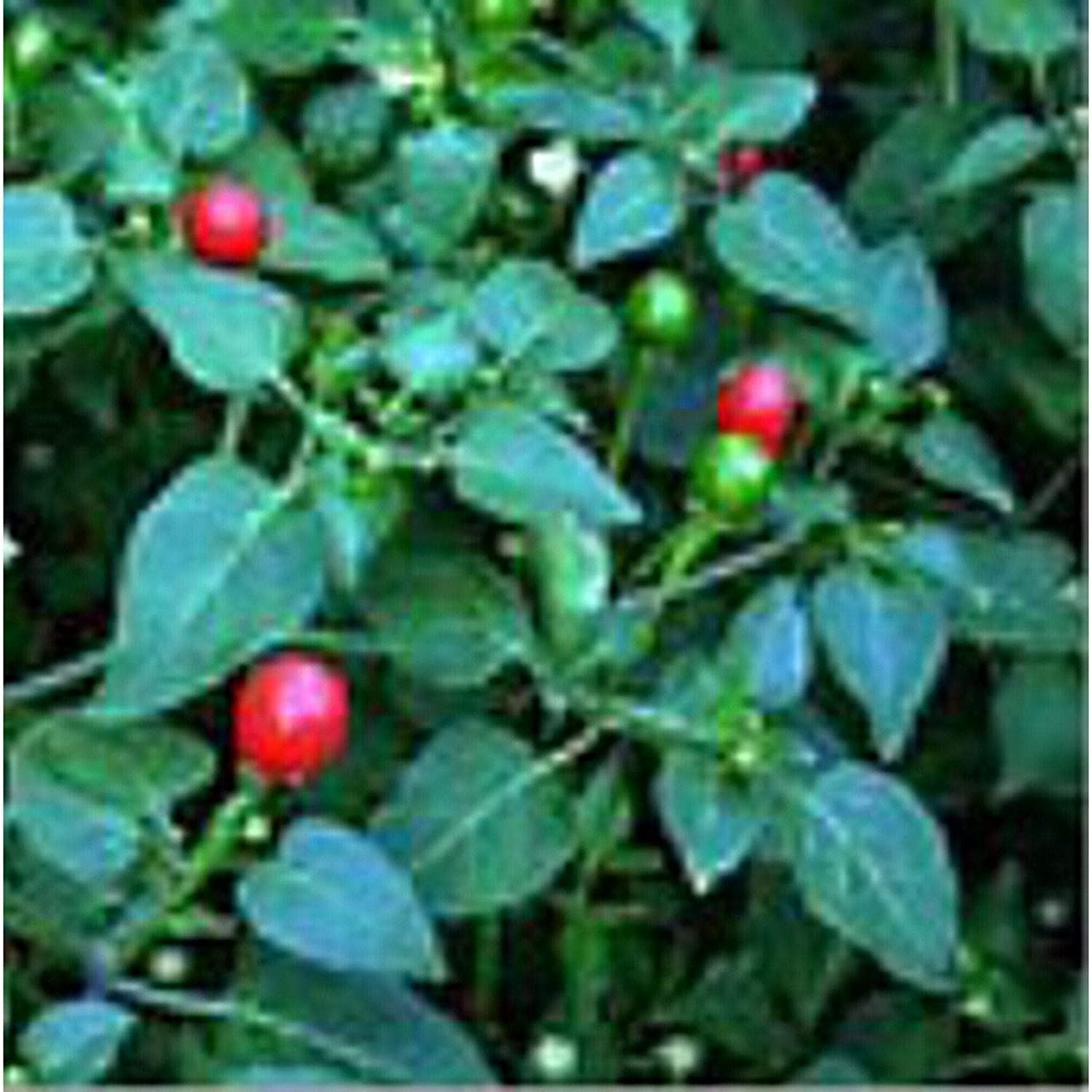 Bird’s Eye Hot Peppers (Strain 3) Seeds