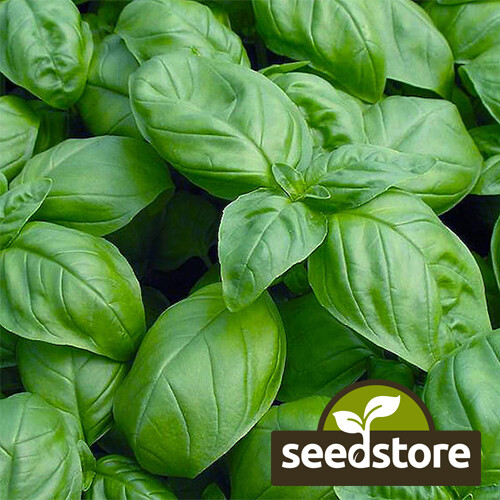 Sweet Basil Seeds | 300 Seeds | Heirloom – Non-GMO | Free Shipping | 1130