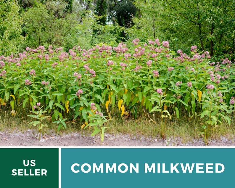 Milkweed, Common – 50 Seeds – Monarch Butterfly Plant – Sow Spring or Fall