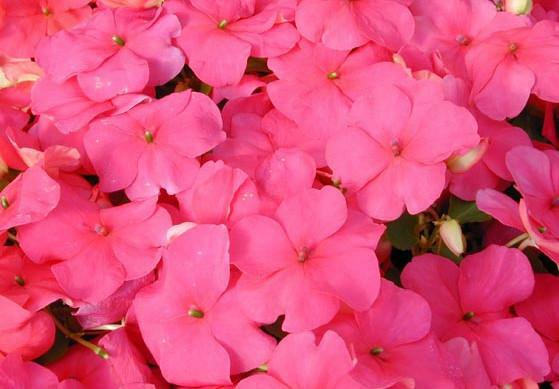 50 Impatiens Seeds Super Elfin Lipstick Flower Seeds Impatiens Seeds