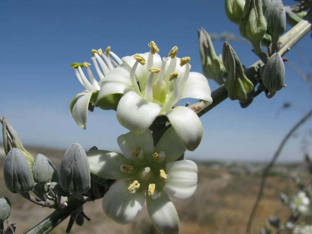 Giant Swordflower, Hesperaloe Funifera, White / Yellow Flowers (35 Seeds)