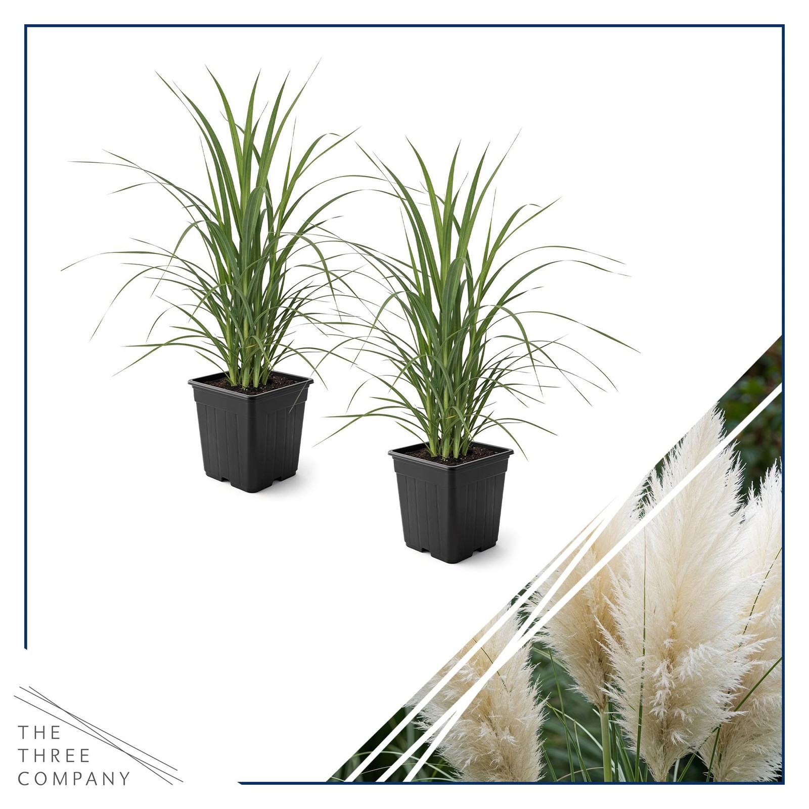 White Pampas Grass 2 Pack 10 Tall Perennial Accent Plant in 1.5 Qt Pot
