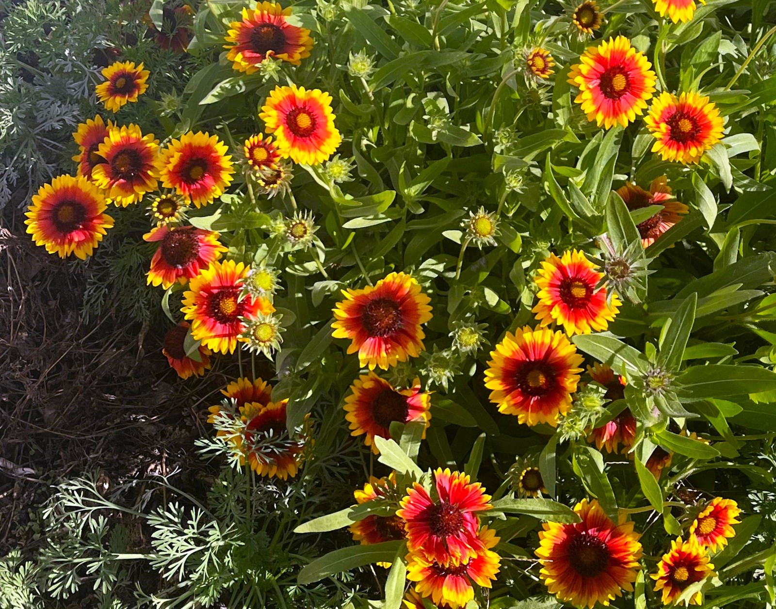 Perennial Blanket Flower Seeds – For 2025 Planting Gaillardia Aristata
