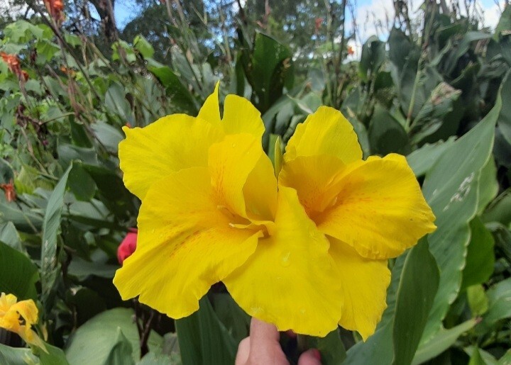 Banana Punch Canna Lilly Bulbs (3 count)
