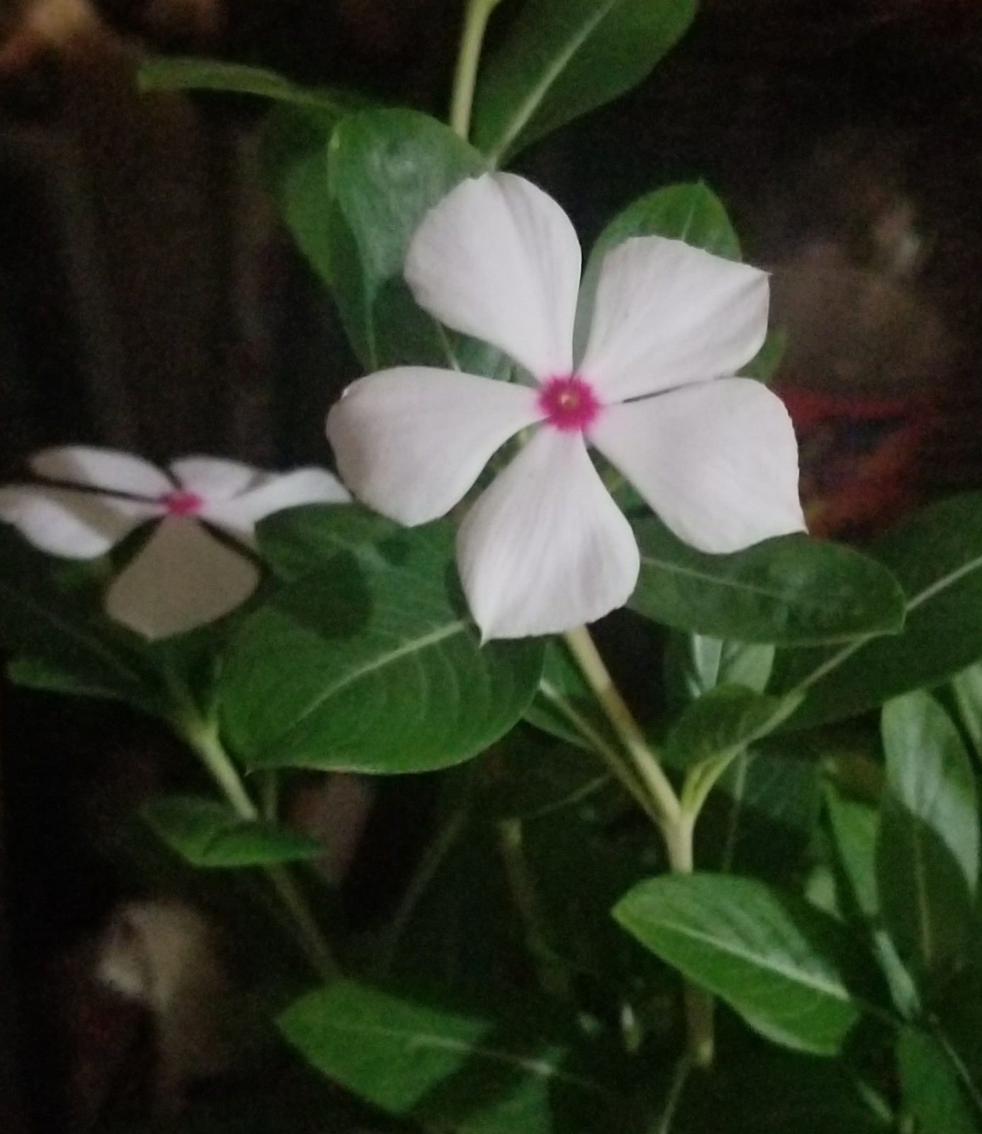 100 PERIWINKLE Vinca White With Pink Flower Seeds Fresh 2026 Harvest MADISGASCAR