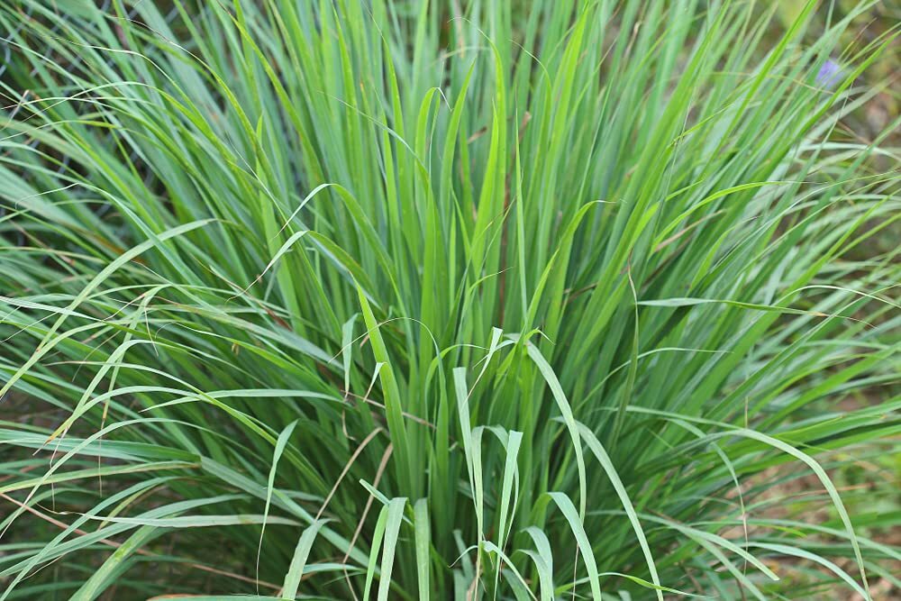 Lemongrass Seeds – 100 Seeds – Easy to Grow Herb – Ships from Iowa, Made in USA