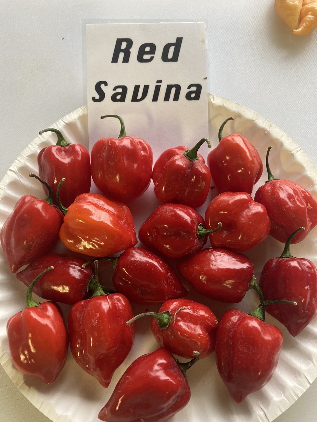 Red Savina Hot Pepper Seeds 15+ Per Pack