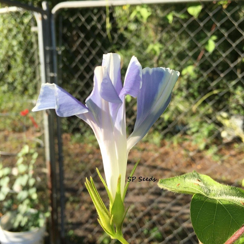 Misty Blue Youjiro Split Petal Japanese Morning Glory – ipomoea NIL – 6 seeds