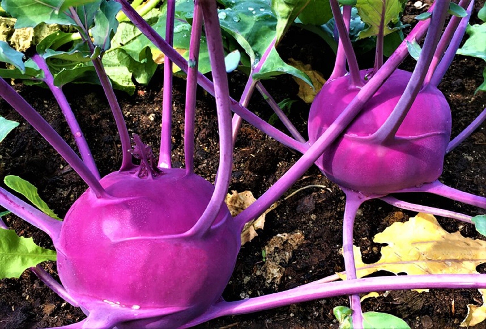 Purple Vienna Kohlrabi Seeds 500 SEEDS NON-GMO –BUY 4 ITEMS FREE SHIPPING