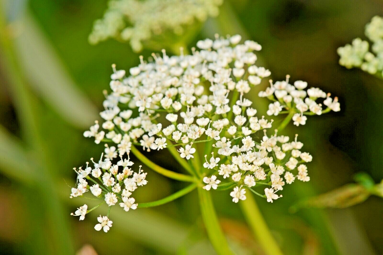 1001+BISHOP FLOWER Seeds Wildflower Queens Anne’s Lace Summer Garden Container