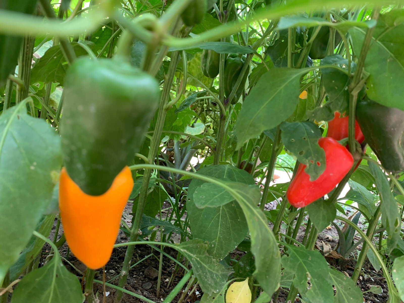 “BEST ON EBAY” 20 MINI SWEET PEPPER SEEDS FRESH HARVEST IN 2020
