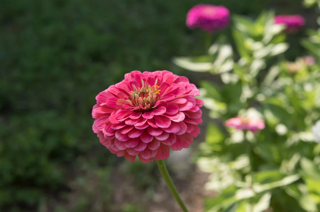 Rose Zinnia Seeds | Non GMO Pollinator Giant Hot Pink Flower Coral Seed for 2024