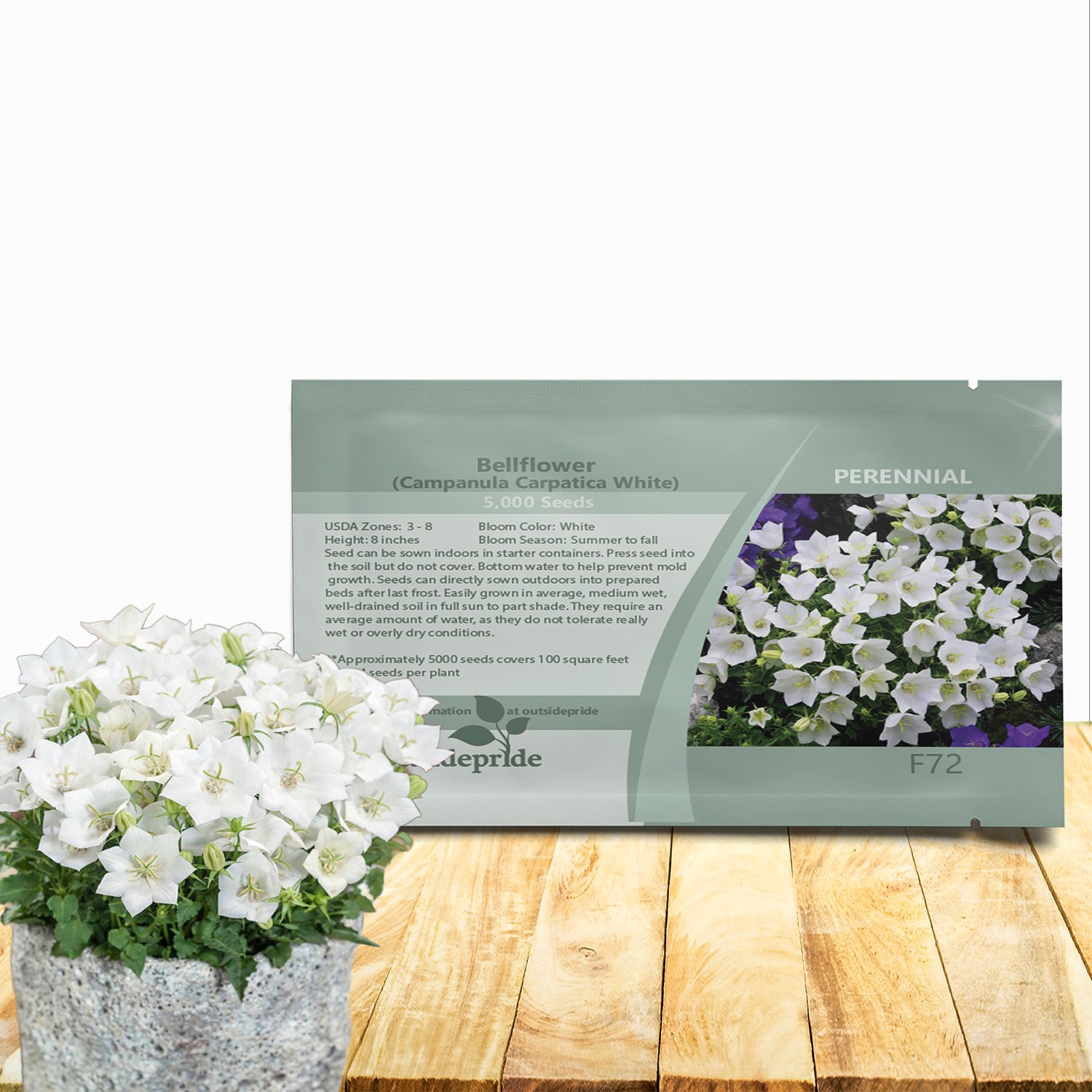 10000 Seeds Campanula Carpatica Flower Seed – White Bellflower Seeds
