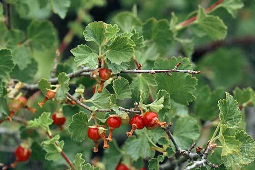 Ribes cereum | Squaw, Wax , or Western Red Currant | 10 Seeds