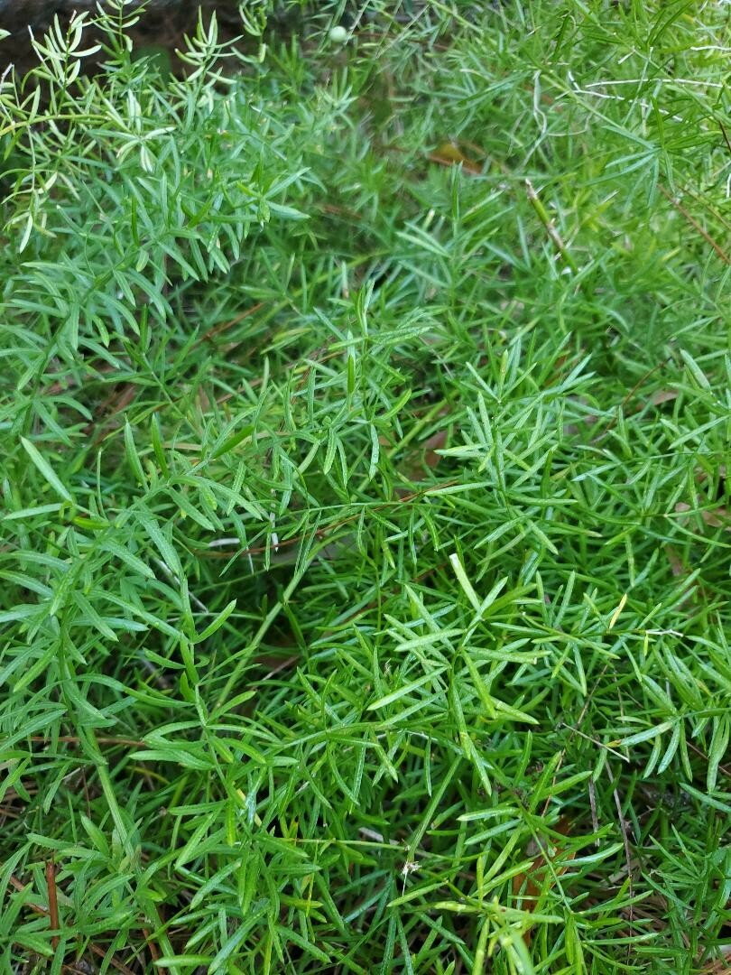 24 Asparagus Fern Seeds collected January 2024 with Propagation Instructions