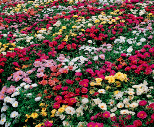 Rose Moss Seed, Mixed Rose Moss Seed, Heirloom Ground Cover, Low Growing 50ct