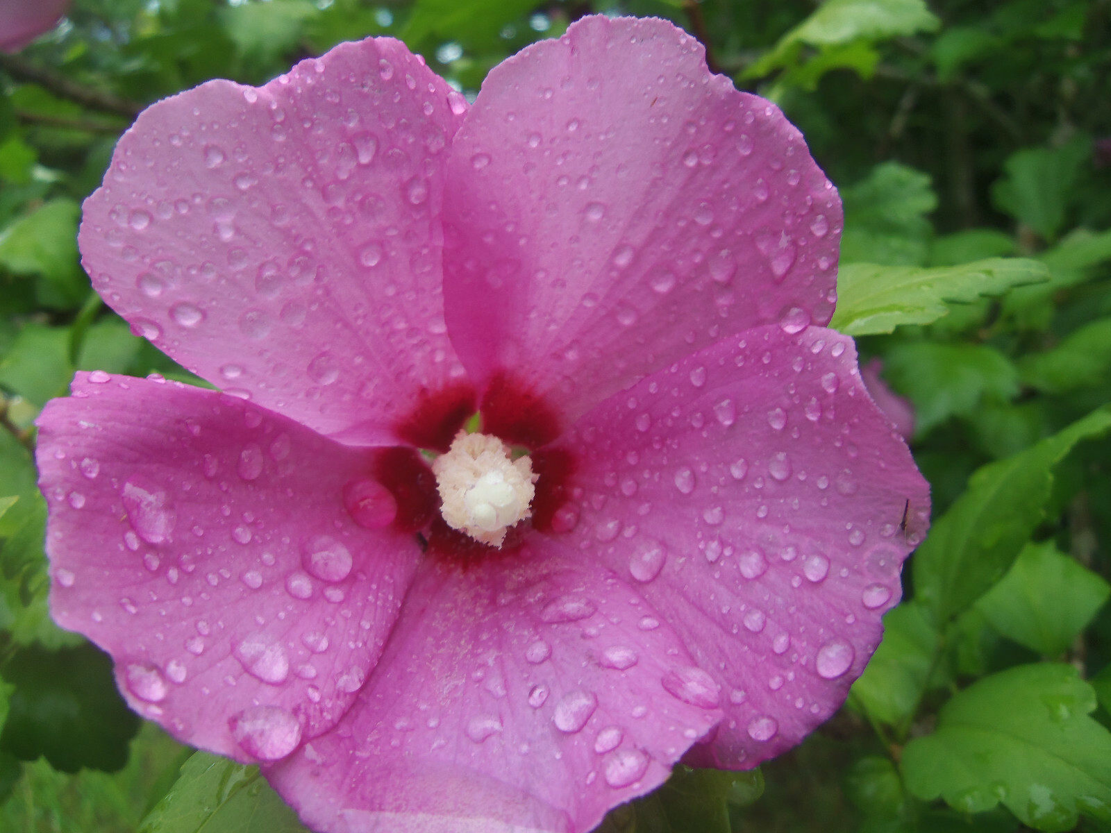 20 Seeds Rose of Sharon Tropical Blooms Shrub Hibiscus syriacus