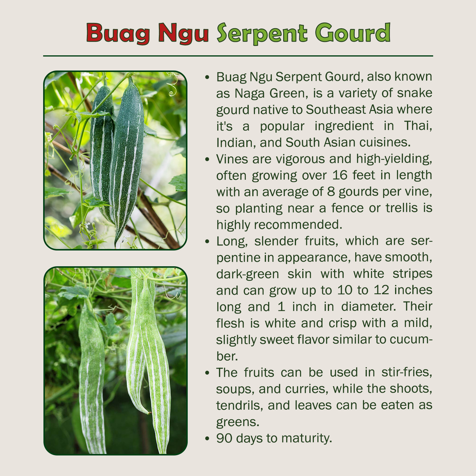 10 Buag Ngu Serpent Gourd Seeds, Heirloom, Non-GMO, Genuine USA