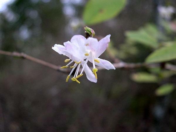 Lonicera fragrantissima | Chinese Honeysuckle | January Jasmine | 75 Seeds