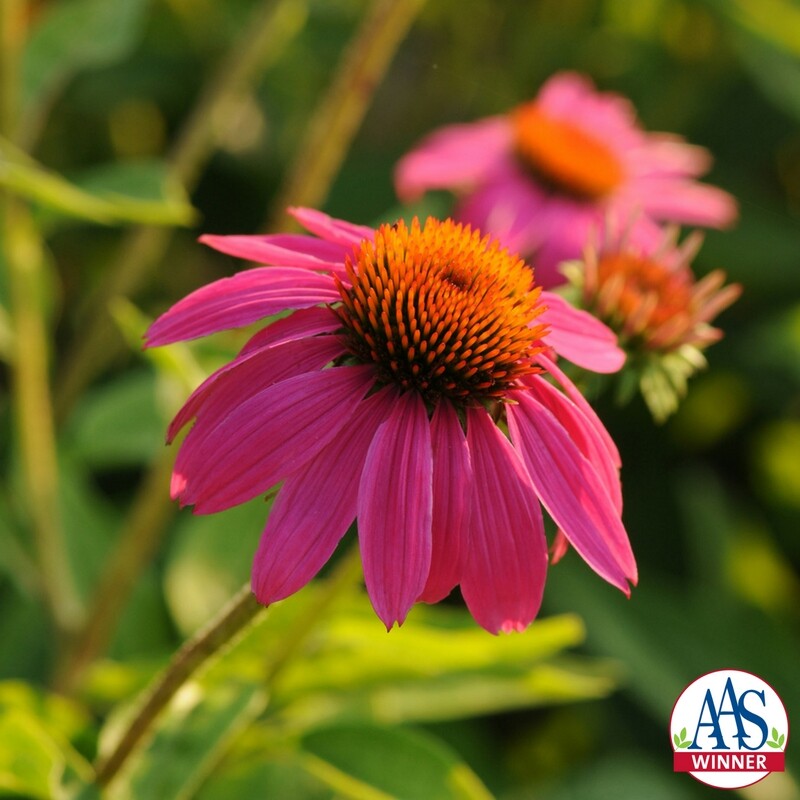 Pow Wow Wild Berry Coneflower 30+ Seeds Echinacea Fresh From Our Farm!