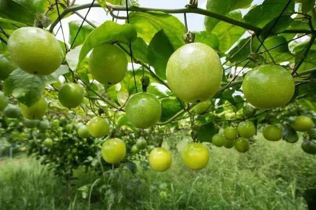Sweet Yellow Golden Passion Fruit Seeds15+