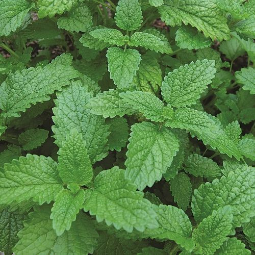 500+ LEMON BALM SEEDS FRESH GARDEN HARVEST HERB NON-GMO GREAT TASTE
