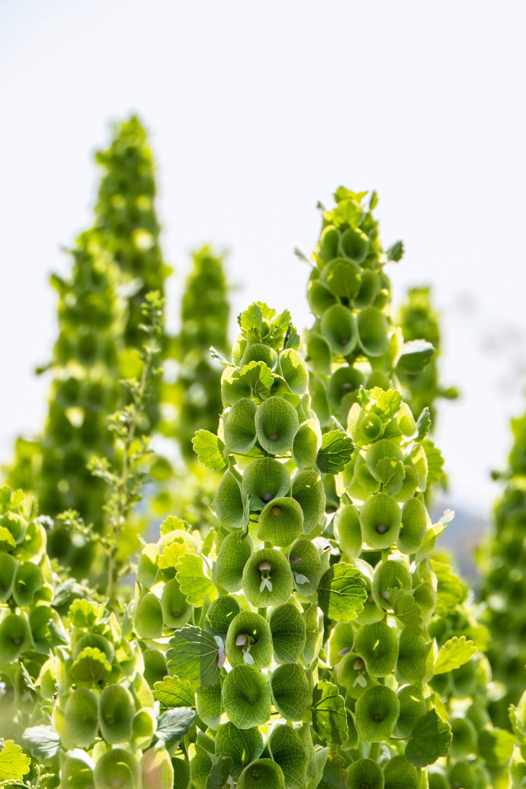 150 BELLS OF IRELAND Moluccella Laevis Lady In Bathtub Green Shell Flower Seeds