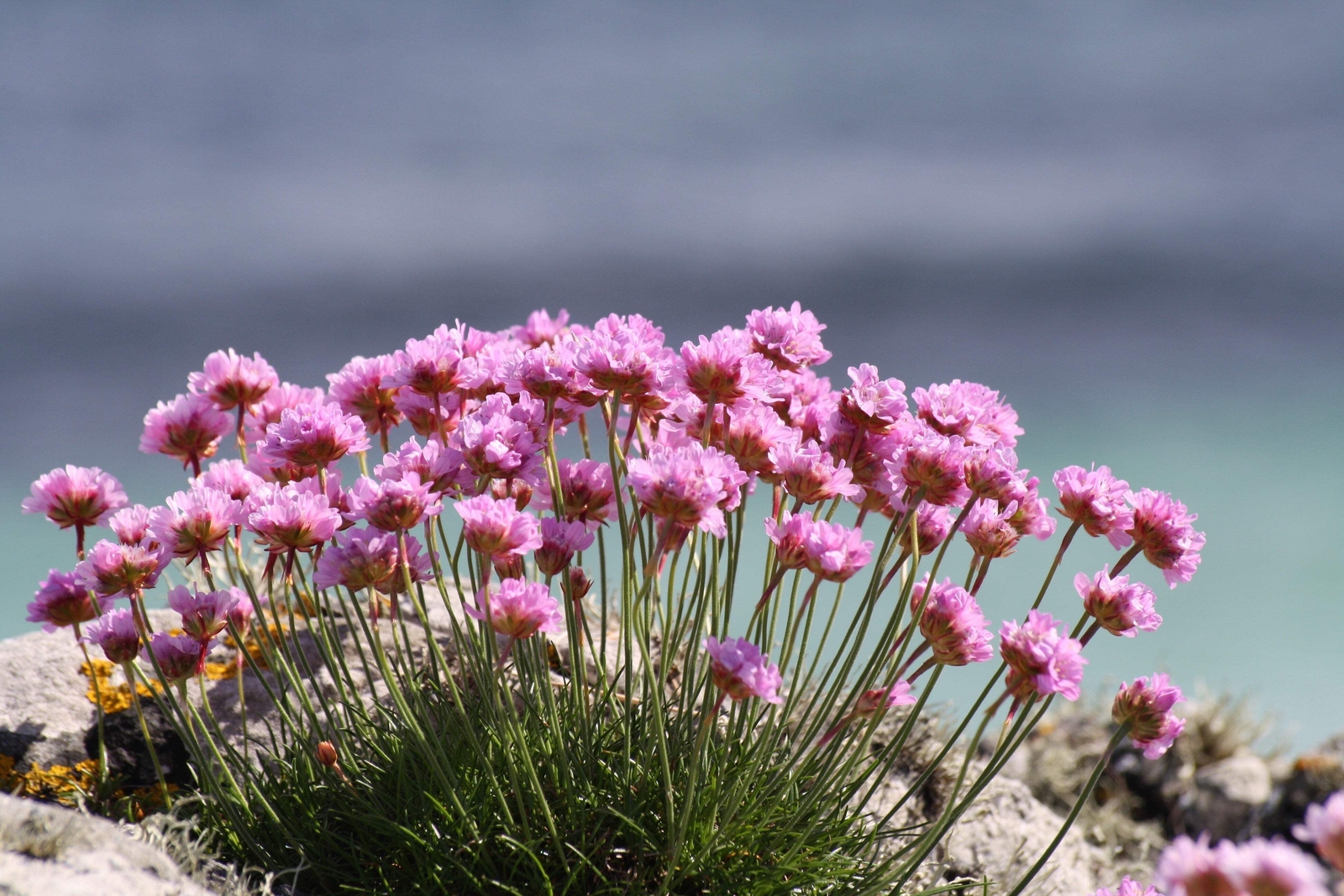 50 SEA THRIFT Armeria Maritima California Sea Pink Cliff Rose Flower Seeds