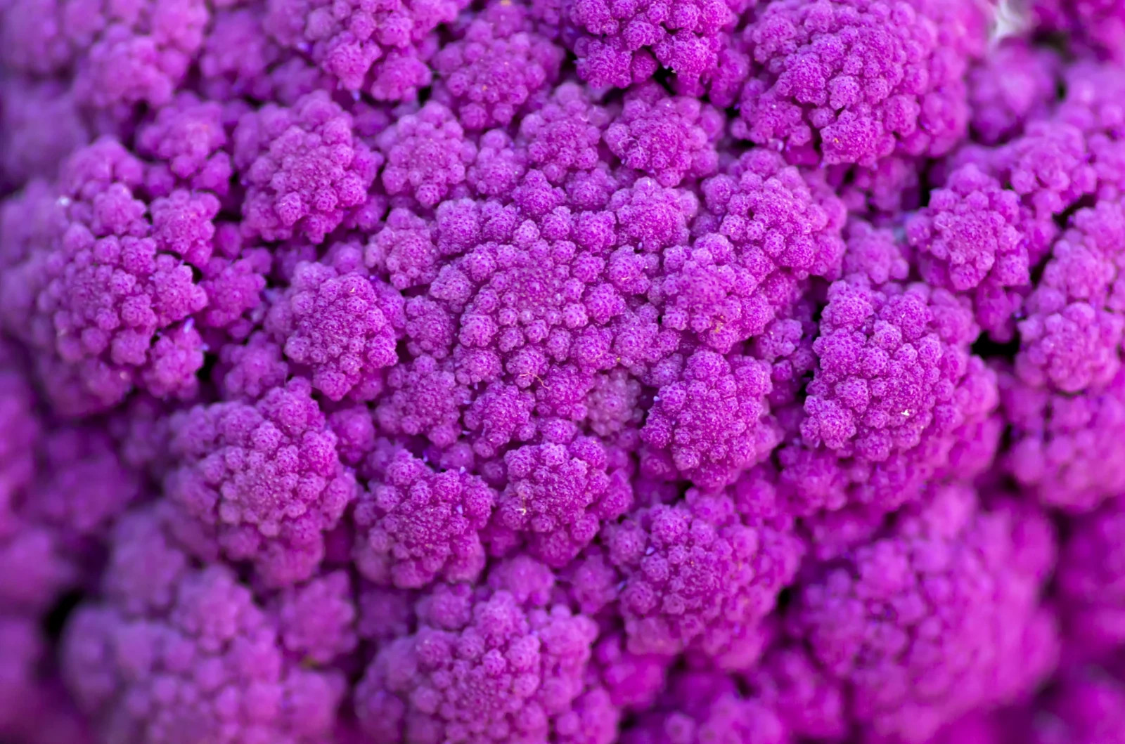 Violet Queen Cauliflower Seeds (50) / EASY / RARE / FLORIDA GROWN
