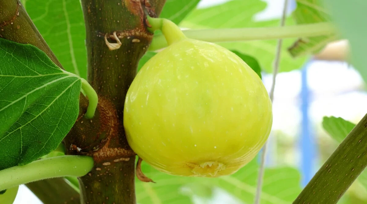 100+ White Marseilles Fig Seeds for Garden Planting – USA – FREE SHIPPING!