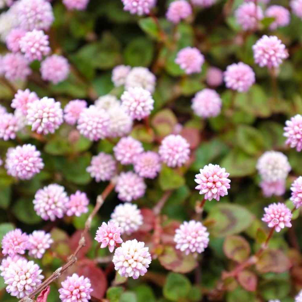 1000 Seeds Polygonum Capitatum Seed – Pink Knotweed Ground Cover Seeds