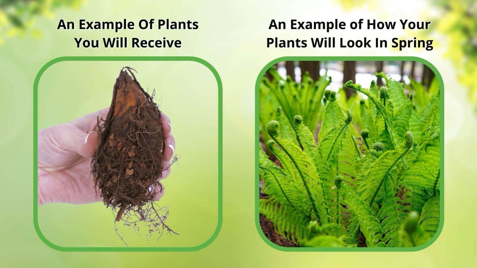 Live Ostrich Fern Rhizomes 3 Pack Matteuccia struthiopteris Freshly Harvested