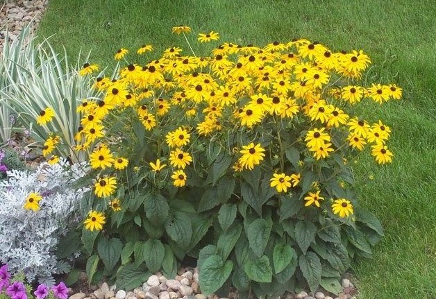 2001+BLACK EYED SUSAN Flower Seeds Perennial Native Wildflower Drought Heat Cold