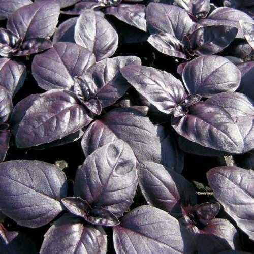 HEIRLOOM Survival Kit 3000+ seeds 18 Varieties Pack PREMIUM strain 100% Organic