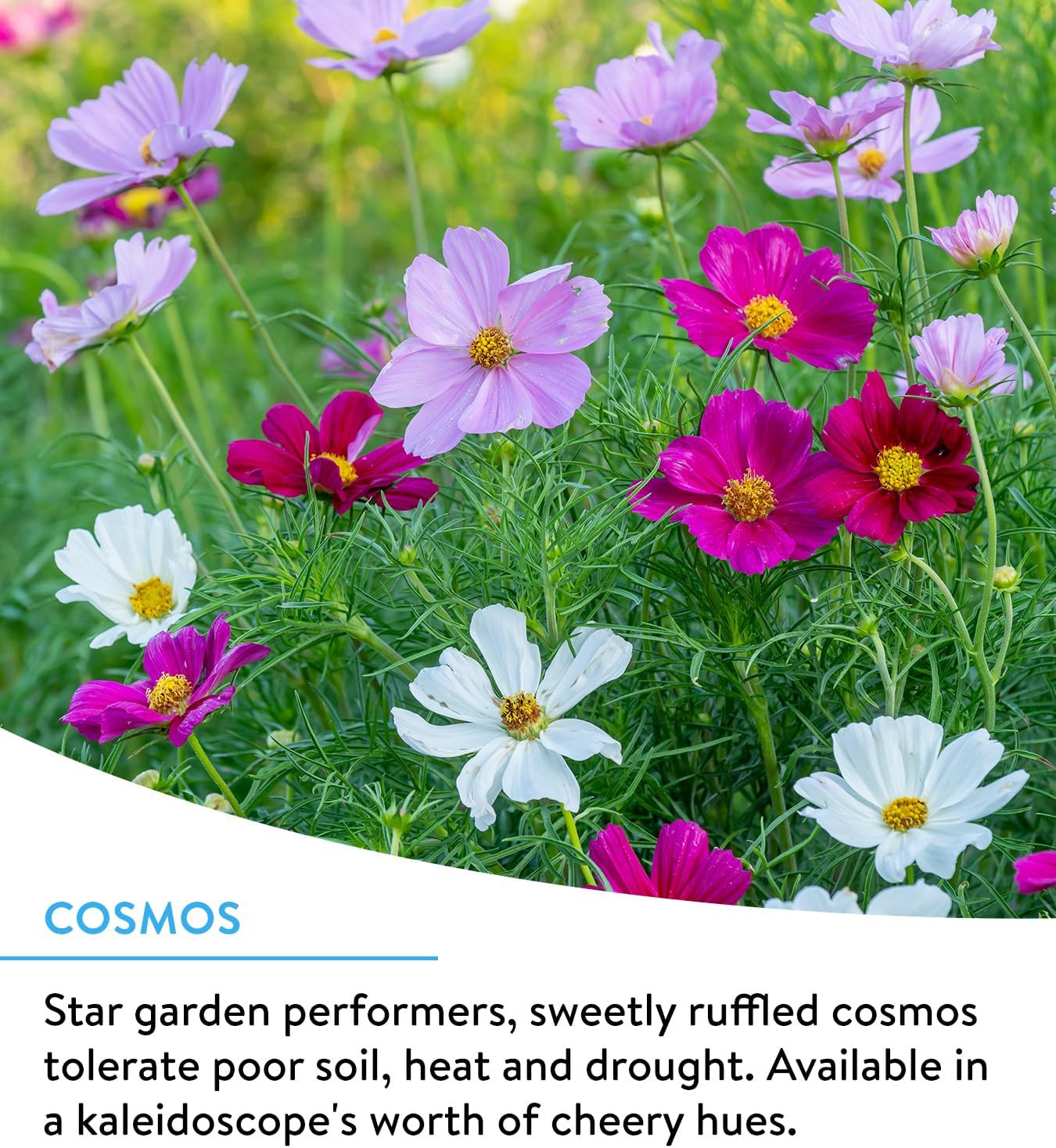 Wildflower 25,000 Bulk, 1 Bag 18 Varieties of Non-Gmo Flower Seeds for Hummin…