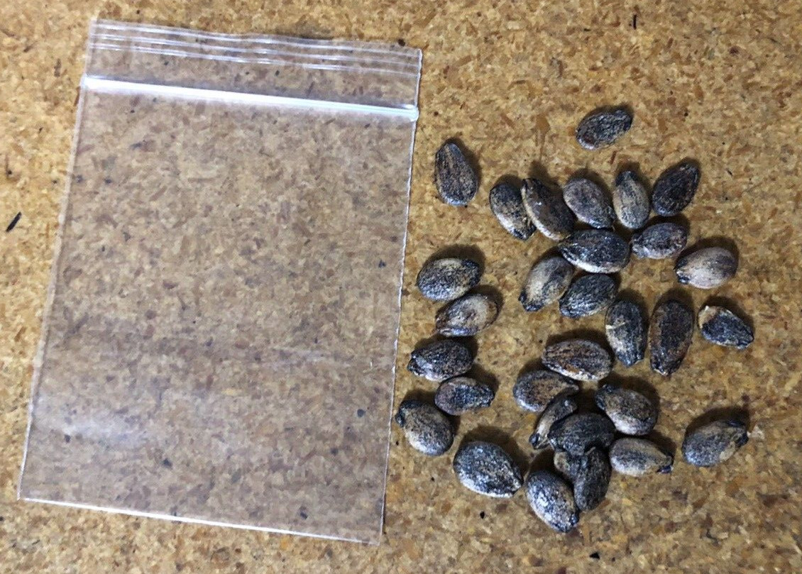 25+ Sugar Baby Watermelon seeds, Fresh, Ready for Planting. Free Shipping USA