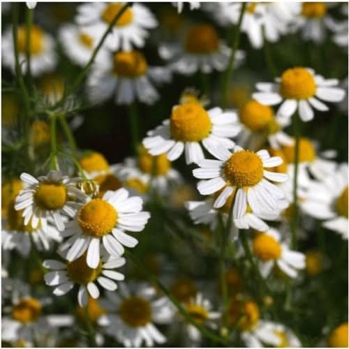 German Chamomile Herb Seeds For Planting (Matricaria recutita)