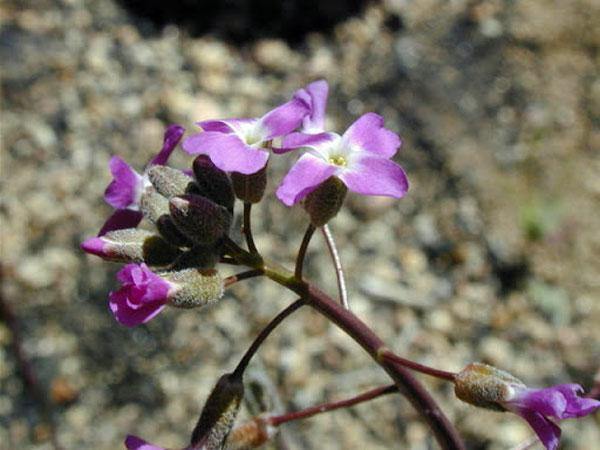 Boechera pulchra | Prince’s Rock Cress | 50 Seeds