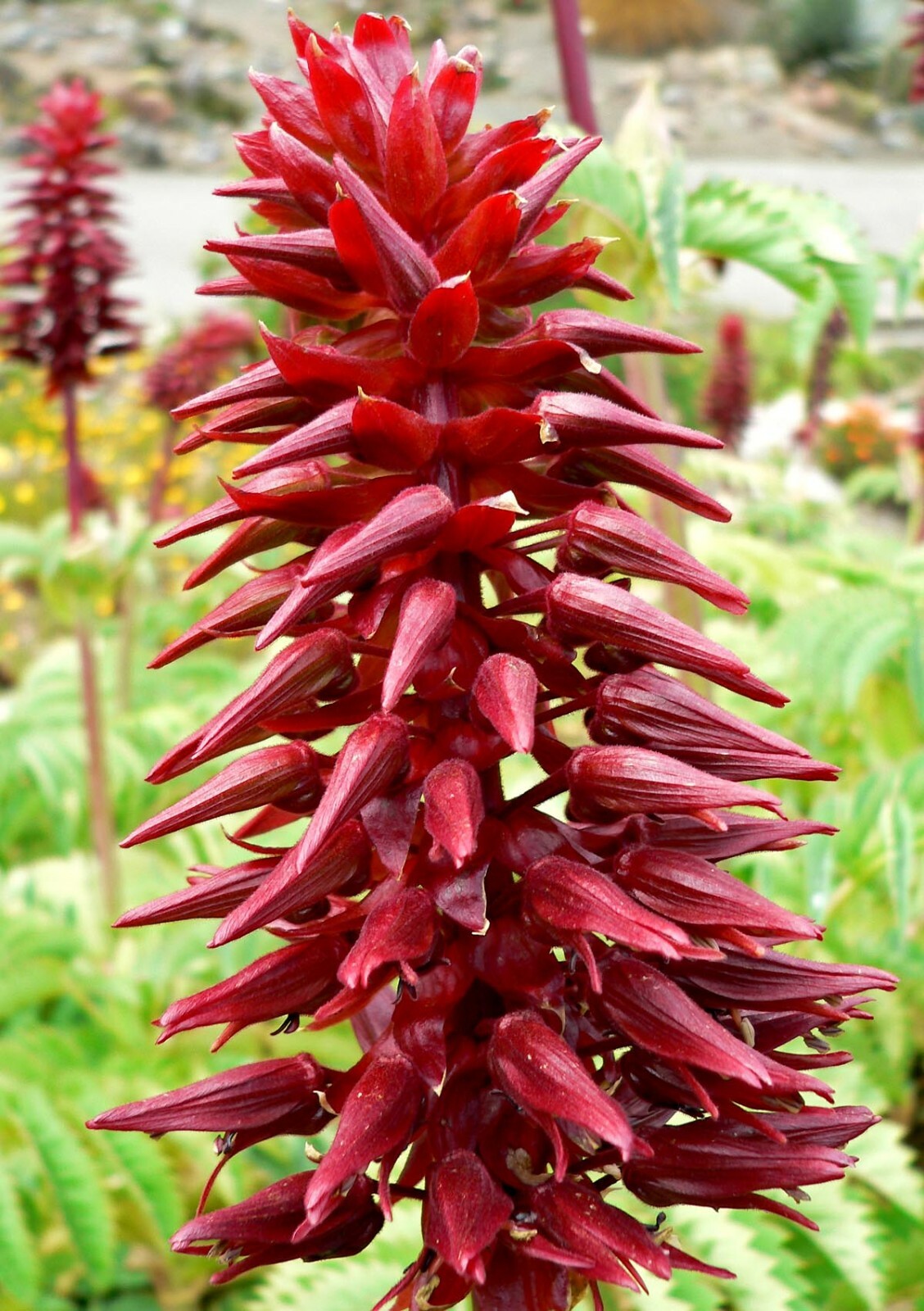Melianthus Major Shrub 5 Seeds, Exotic Fragrant Giant Honey Bush, Garden Plants