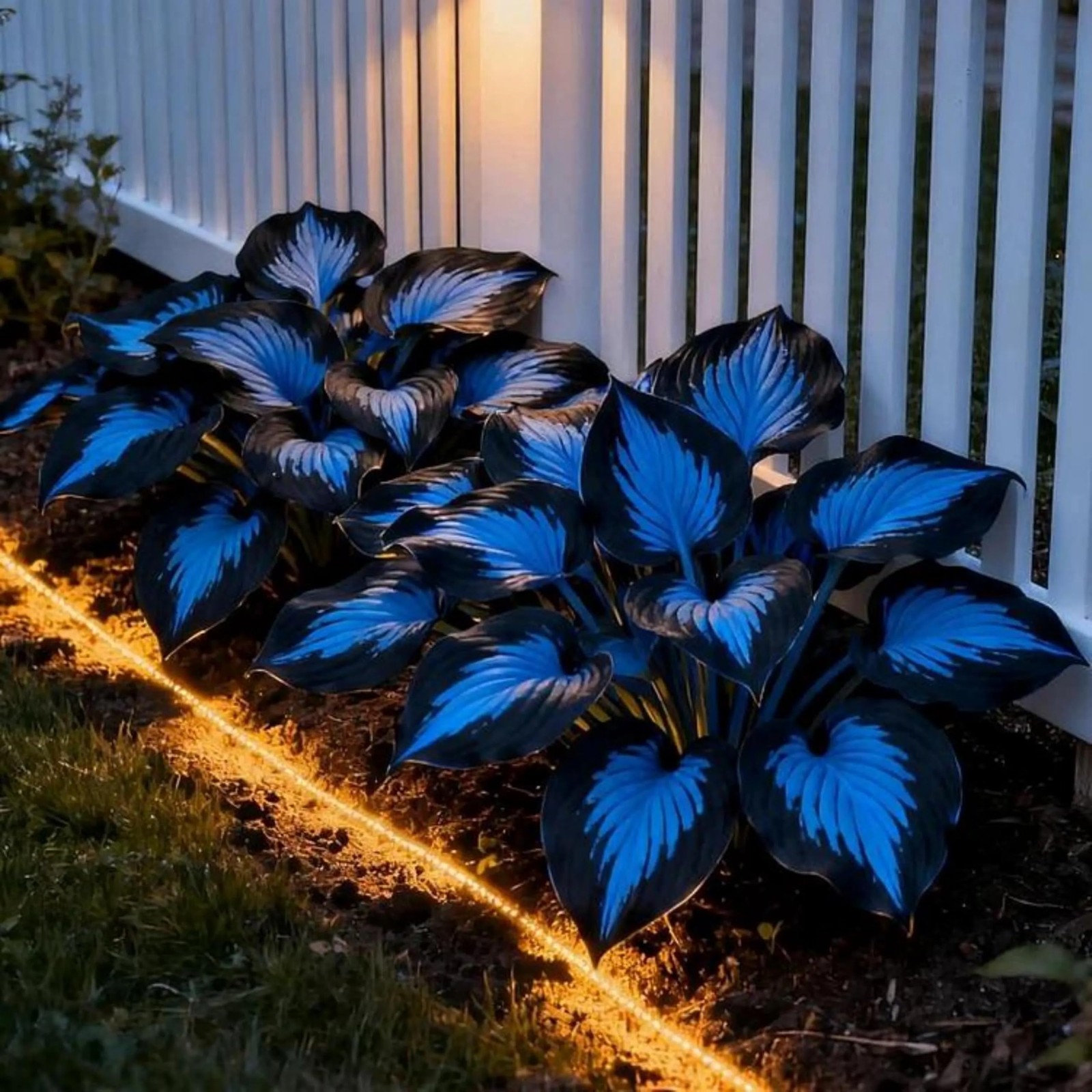 Hosta Seeds Blue and Black (300+ Seeds),Hosta Seeds Blue Perennial for Planti..
