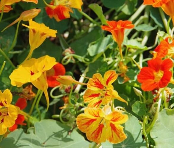 Jewel Mix Nasturtium Flower Seeds for Planting – Plant & Grow Heirloom Non 1