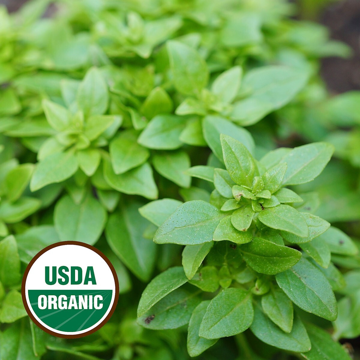 1000 Organic Spicy Globe Basil Organic Herb Seeds – Everwilde Farms Mylar Packet